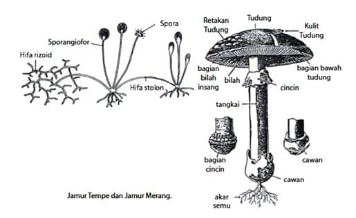 Jamur (Fungi)