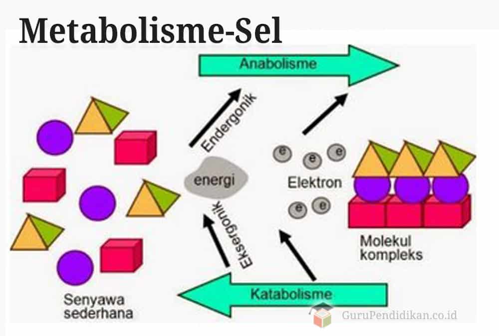 Metabolisme-Sel