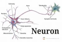 Neuron-(Sel-Saraf)
