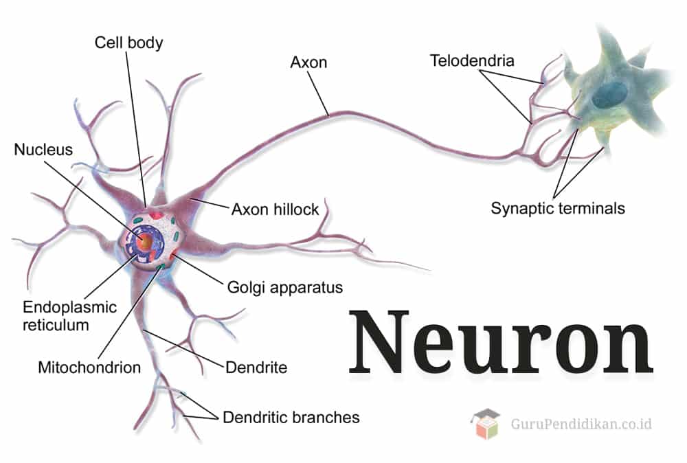 Neuron - (Selsaraf)