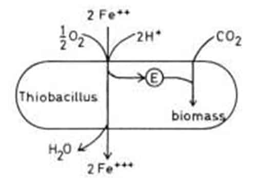 Oksidasi dan Reduksi Besi oleh Bakteri Thiobacillus Ferrooxidans