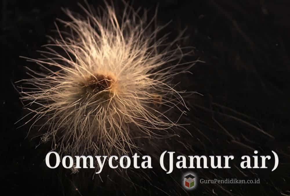 Oomycota-Jamur-air