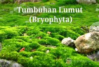 Pengertian-dan-Ciri-Tumbuhan-Lumut-(Bryophyta)