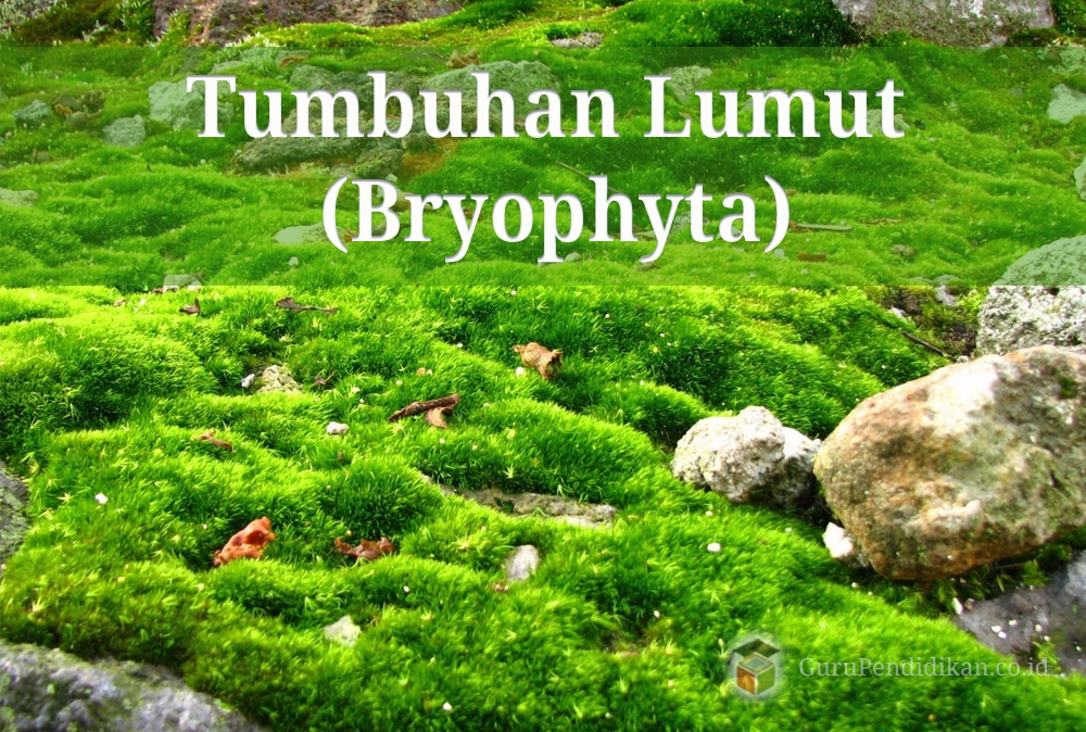 Pengertian-dan-Ciri-Tumbuhan-Lumut-(Bryophyta)