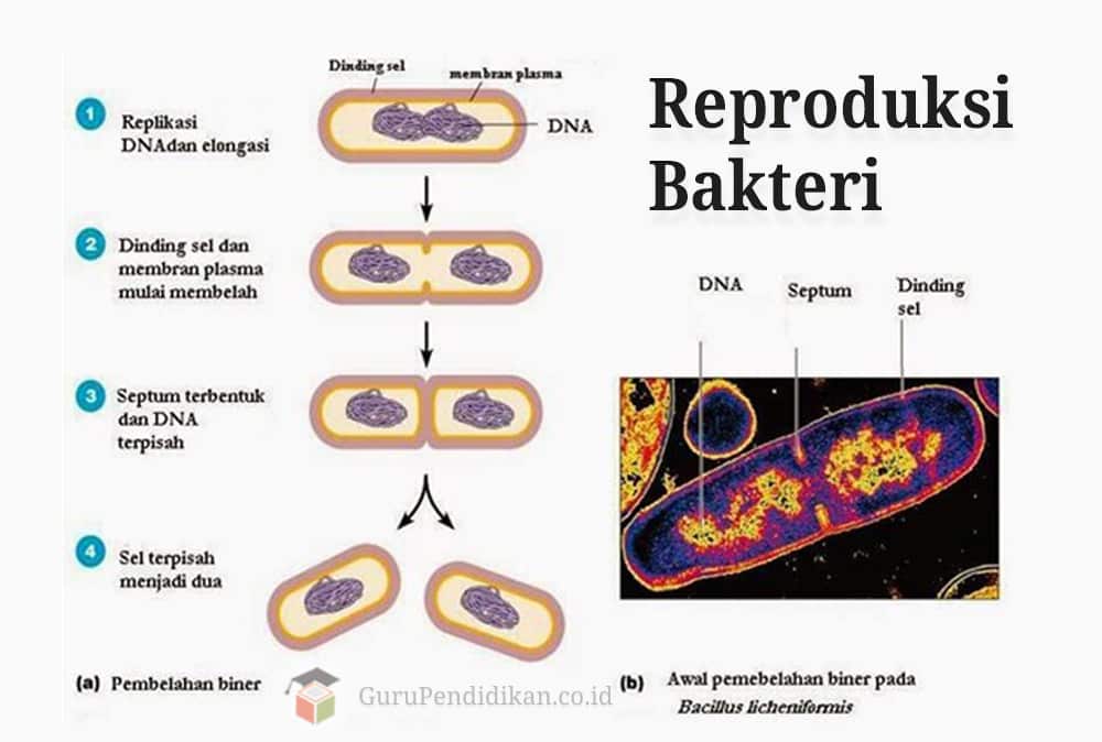 Reproduksi-Sel-Bakteri