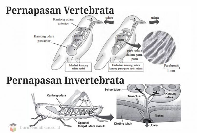  Pernapasan  Vertebrata  dan Invertebrata Perbedaan Contoh