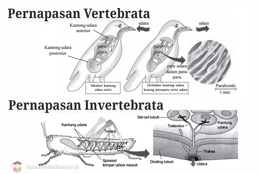 Pernapasan Vertebrata dan Invertebrata : Perbedaan & Contoh