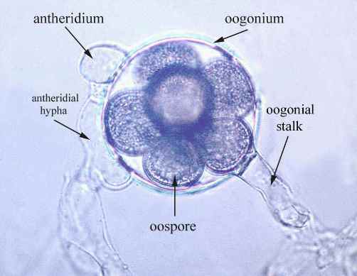Struktur sel Filum Oomycota