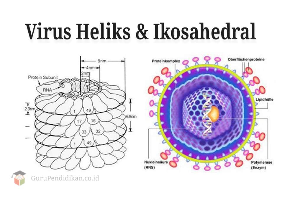 Virus-Heliks-Dan-Ikosahedral