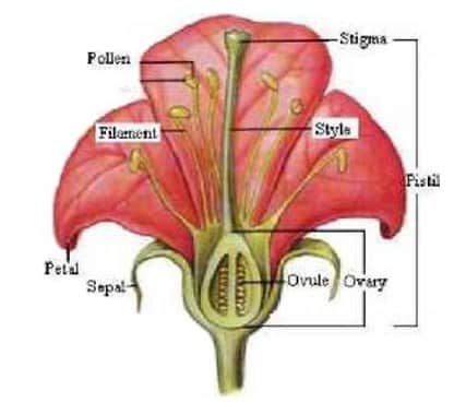 Pengertian Bunga Fungsi Jenis Bagian Struktur Dan Gambar