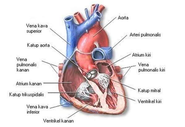 bagian jantung manusia beserta fungsinya