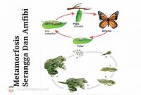 Metamorfosis-Serangga-Dan-Amfibi