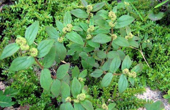 Patikan Kebo ( Euphorbia hirta )