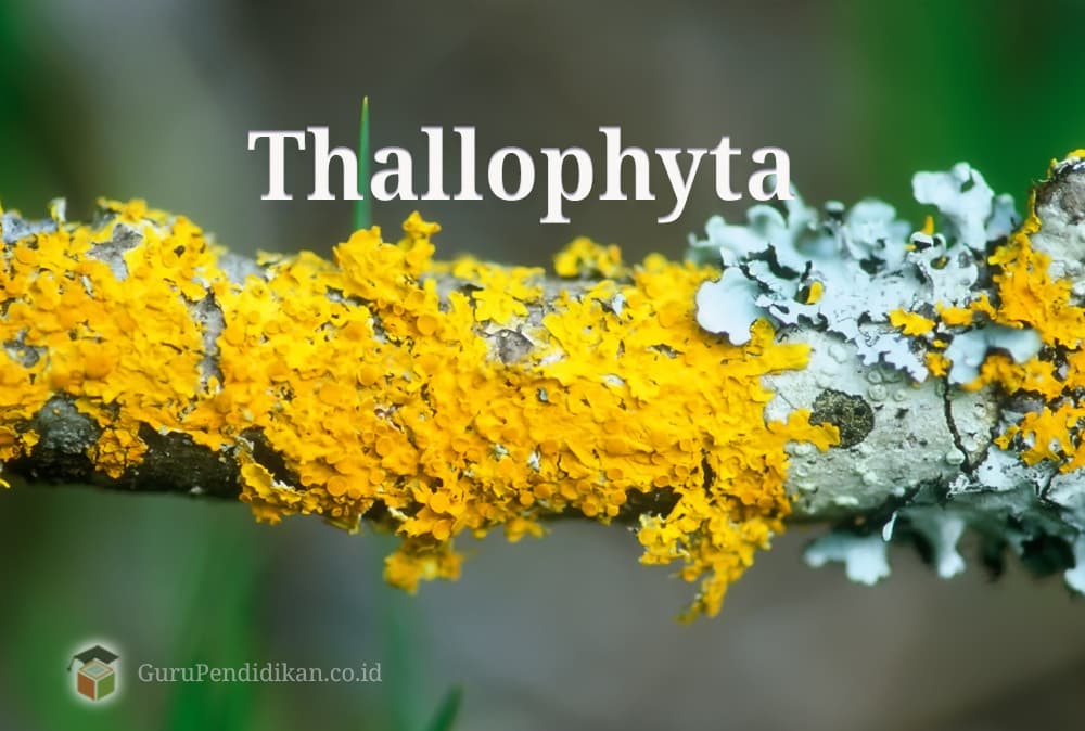 Pengertian-Thallophyta