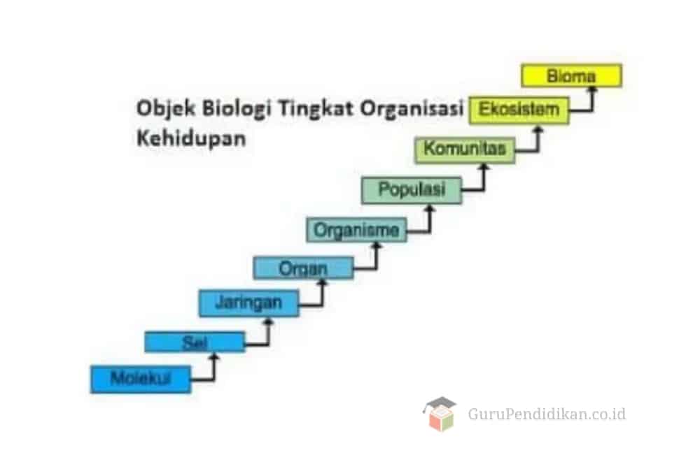 Tingkat-Organisasi-Kehidupan-Biologi