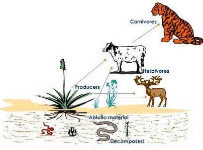 Apa saja komponen biotik dalam sebuah ekosistem