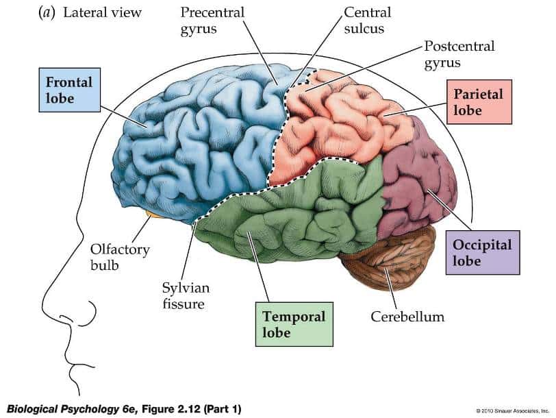 Otak fungsi MEMILIKI FUNGSI