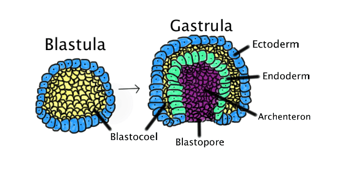 Fase-Gastrulasi