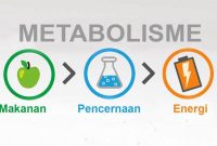 Metabolisme-adalah