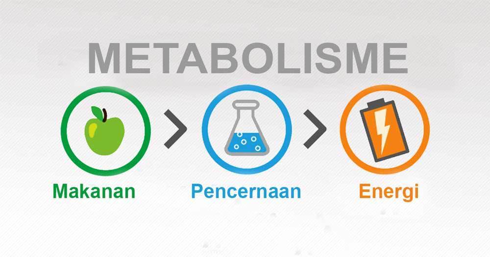 Metabolisme-adalah
