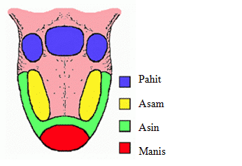 Pencernaan lidah manusia pada adalah untuk ketika proses mulut satu salah fungsi makanan Anatomi Lidah