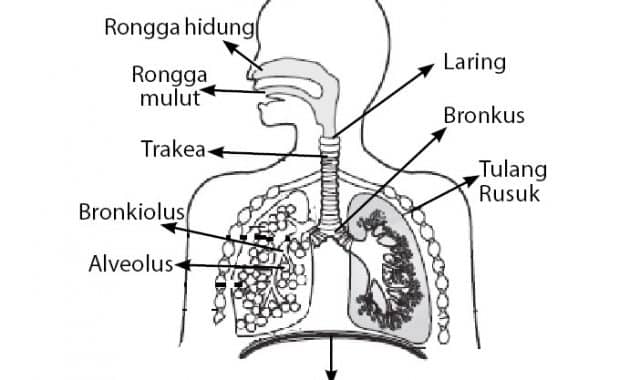 Organ yang berfungsi sebagai saluran masuk dan keluarnya udara pada saat bernapas disebut
