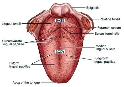 Salah satu fungsi lidah pada mulut manusia ketika proses pencernaan makanan adalah untuk