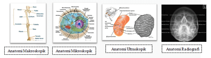 Subdivisi-Anatomi