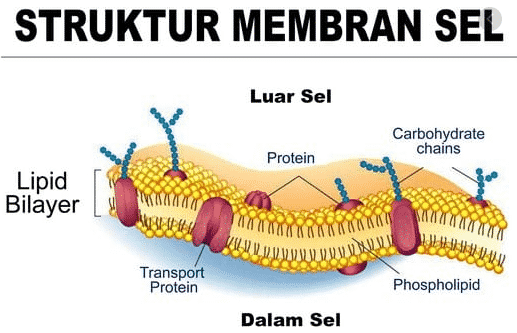 Struktur membran plasma