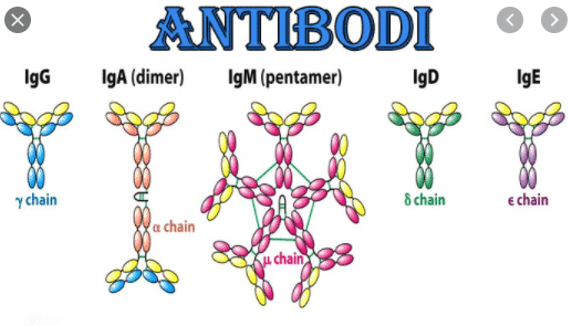 Pengertian Antibodi