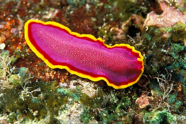 cacing pipih platyhelminthes)