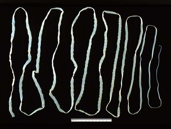 specii comune de platyhelminthes
