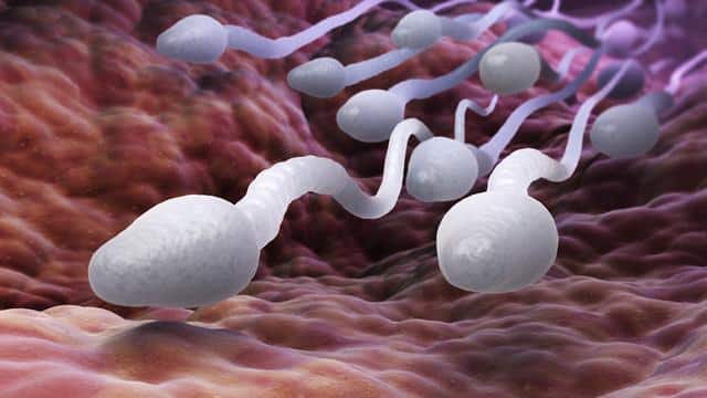 Karakteristik sperma