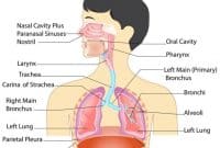 Organ-Organ-Sistem-Pernapasan-Manusia