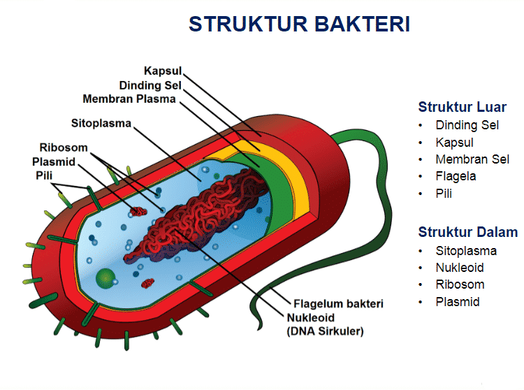 Struktur-Bakteri