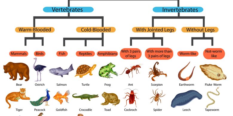 Bagaimana sistem gerak pada vertebrata dan invertebrata