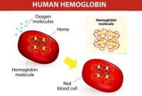 pengertian-Hemoglobin
