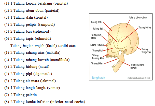 Tulang bagian kepala terdiri