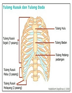 Tulang rusuk (ribs)